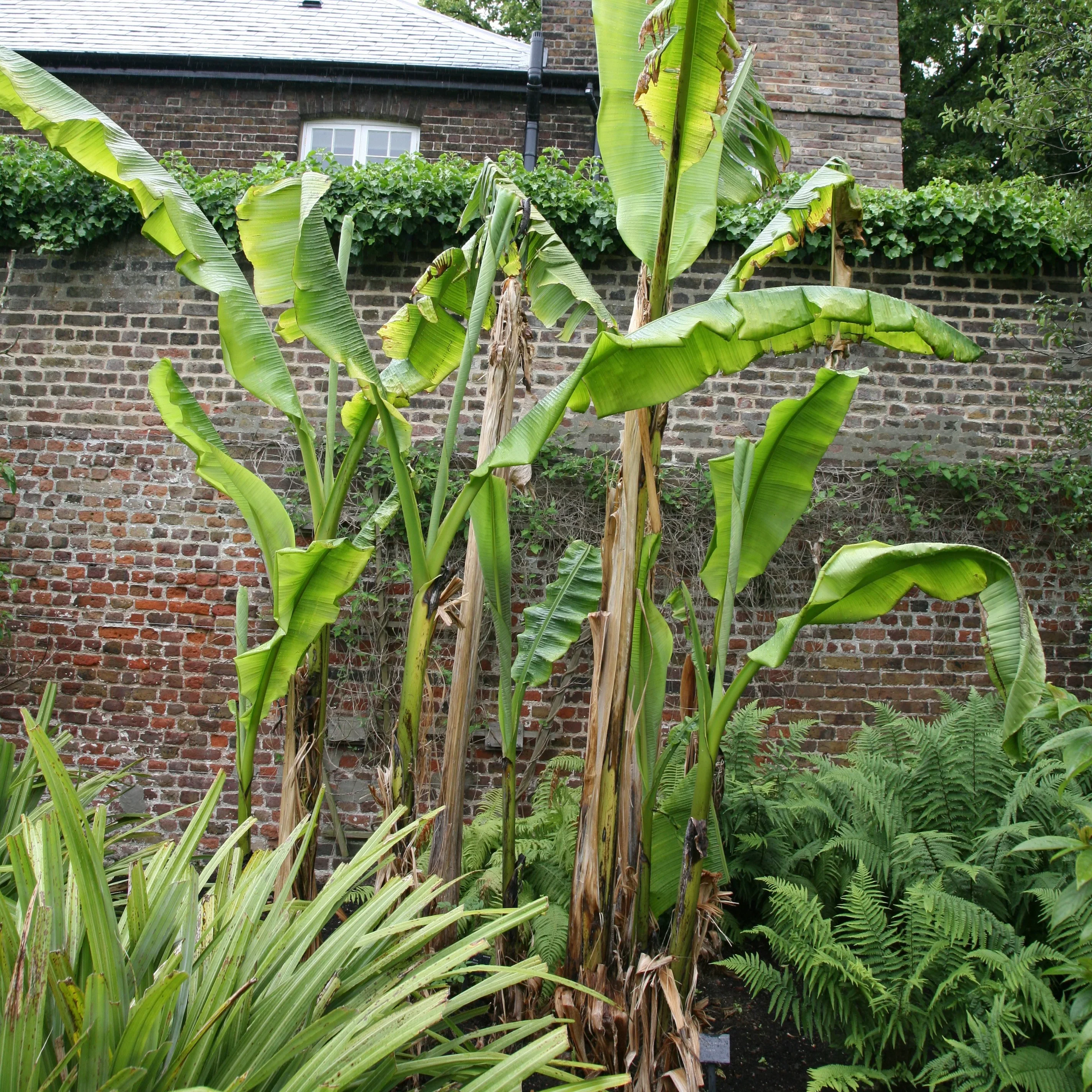 Bananier (Musa Basjoo Japonica) - Image 3