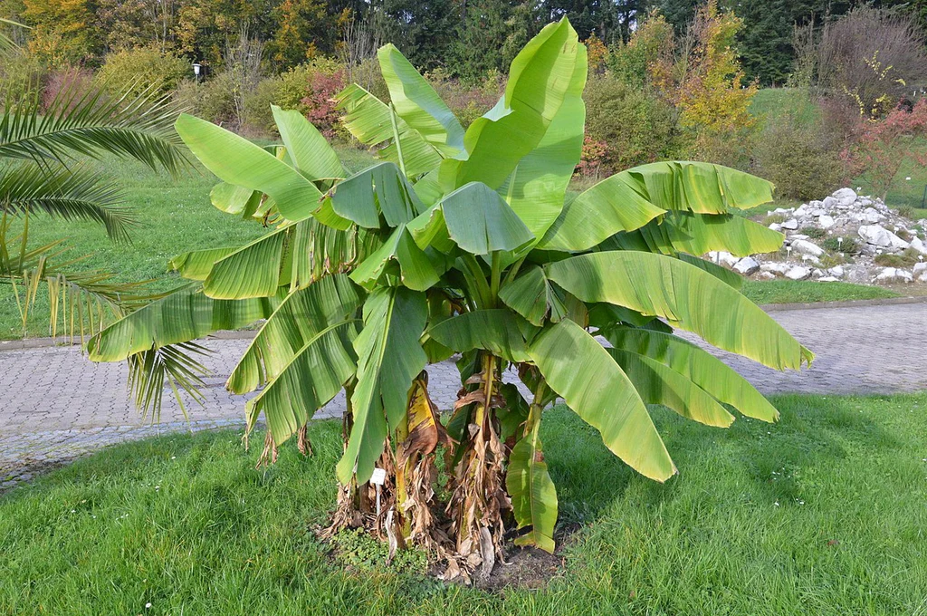 Bananier (Musa Basjoo Japonica) - Image 4