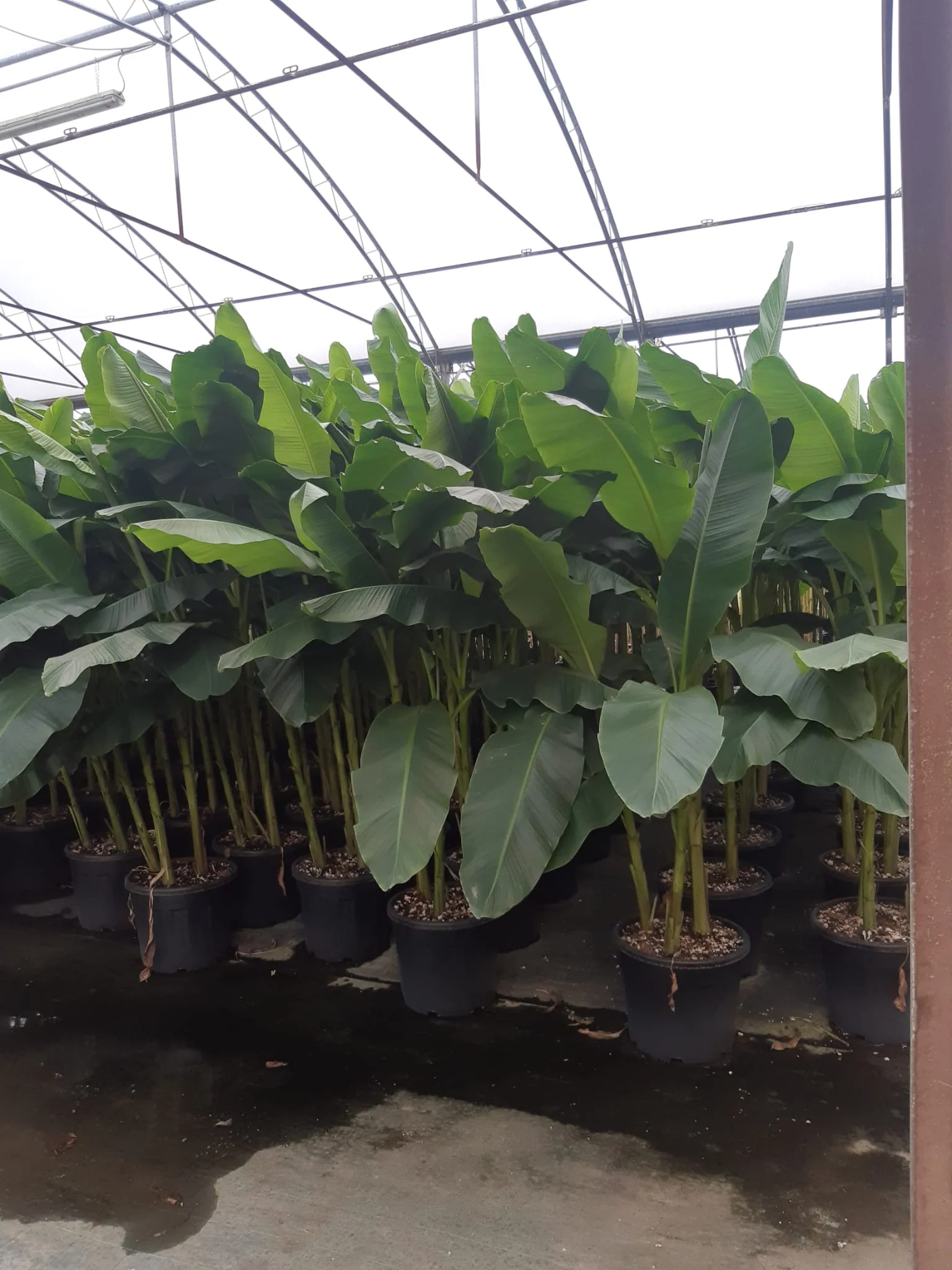 Bananier (Musa Basjoo Japonica) - Image 7