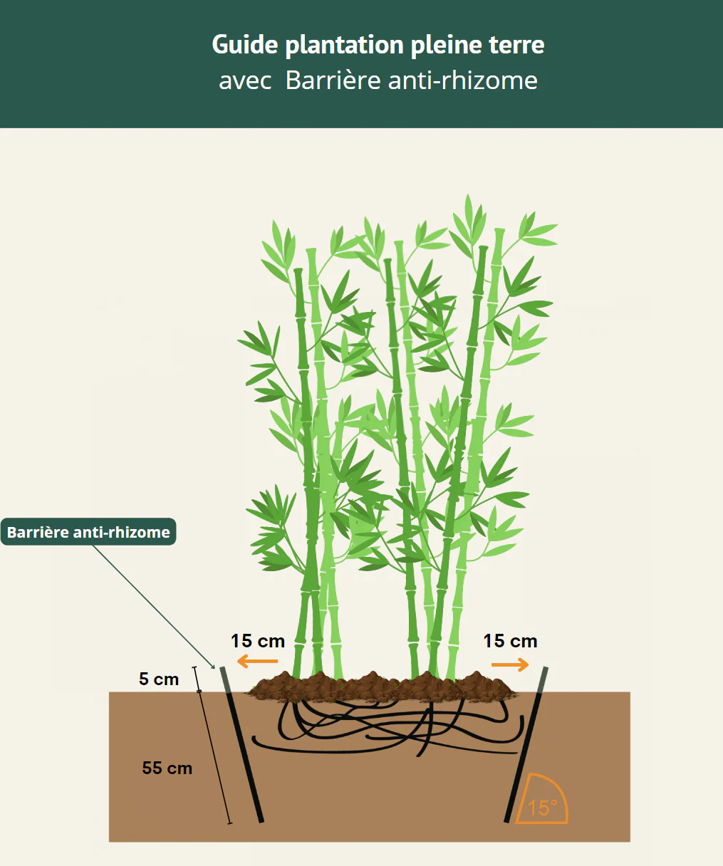 Barrière anti-rhizome - Image 3