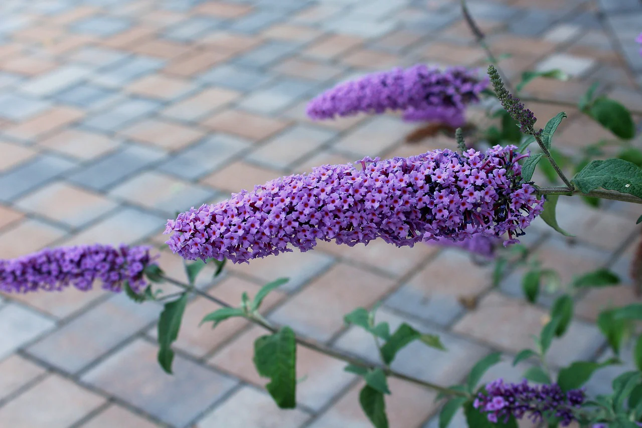 Arbre aux Papillons (Buddleja) - Image 3