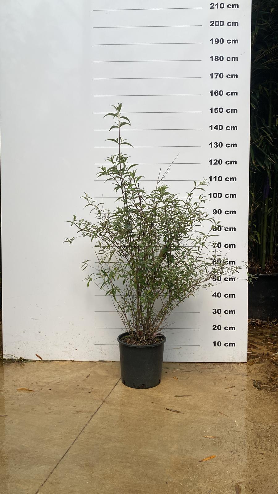 Arbre aux Papillons (Buddleja) - Image 4