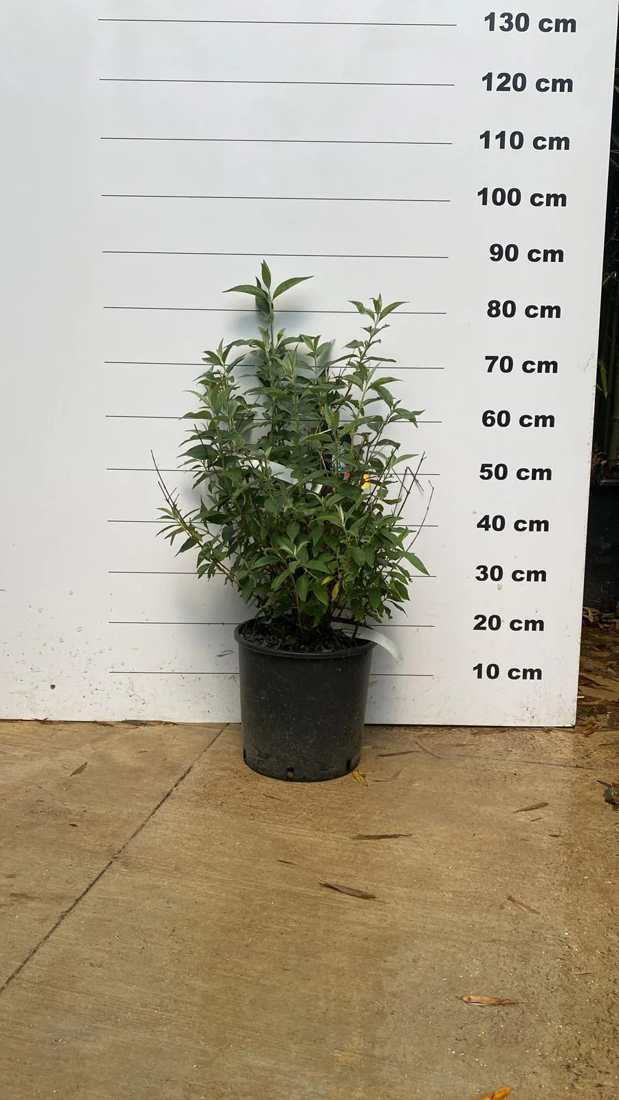 Arbre aux Papillons (Buddleja) - Image 5