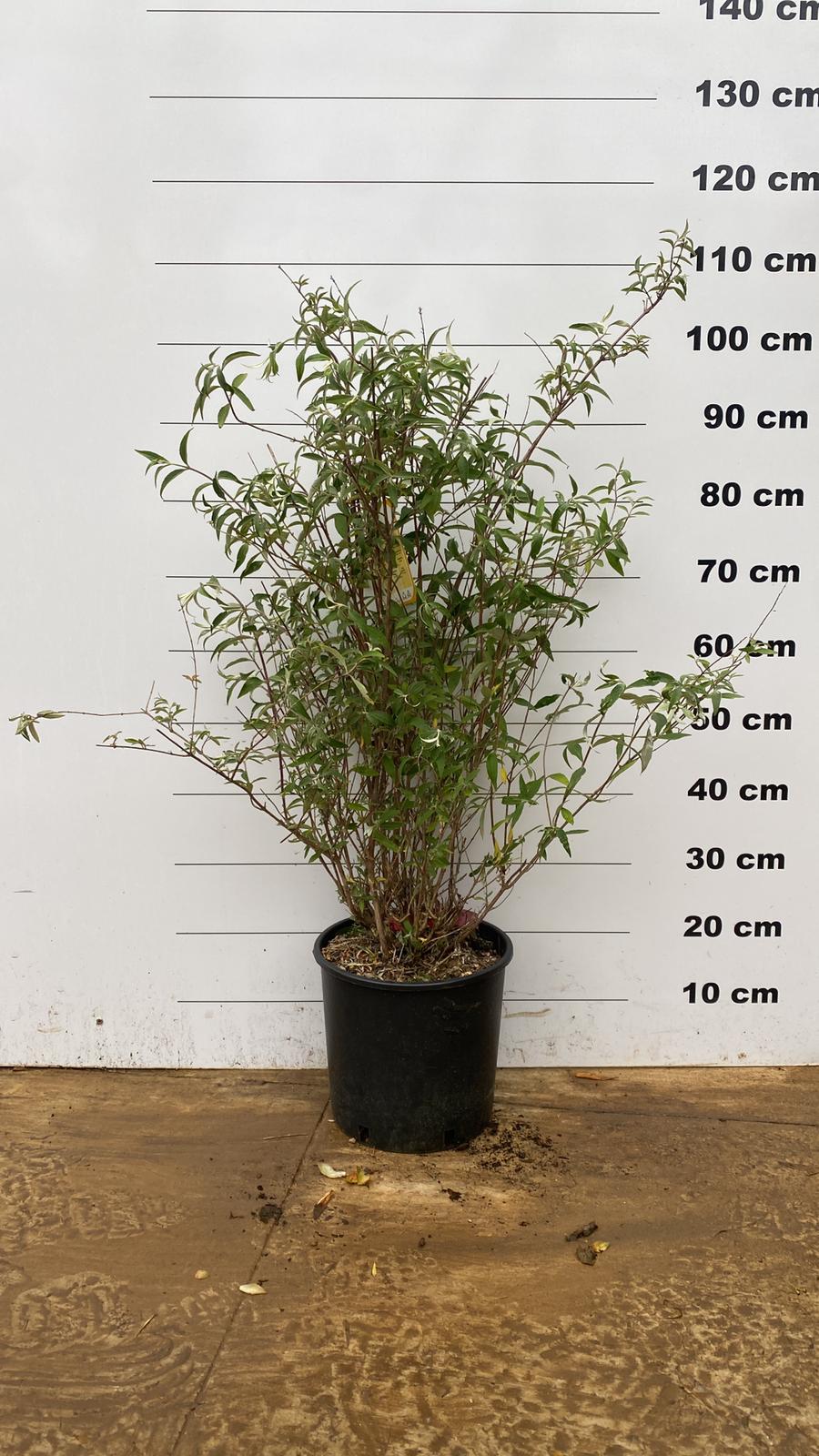 Arbre aux Papillons (Buddleja) - Image 6