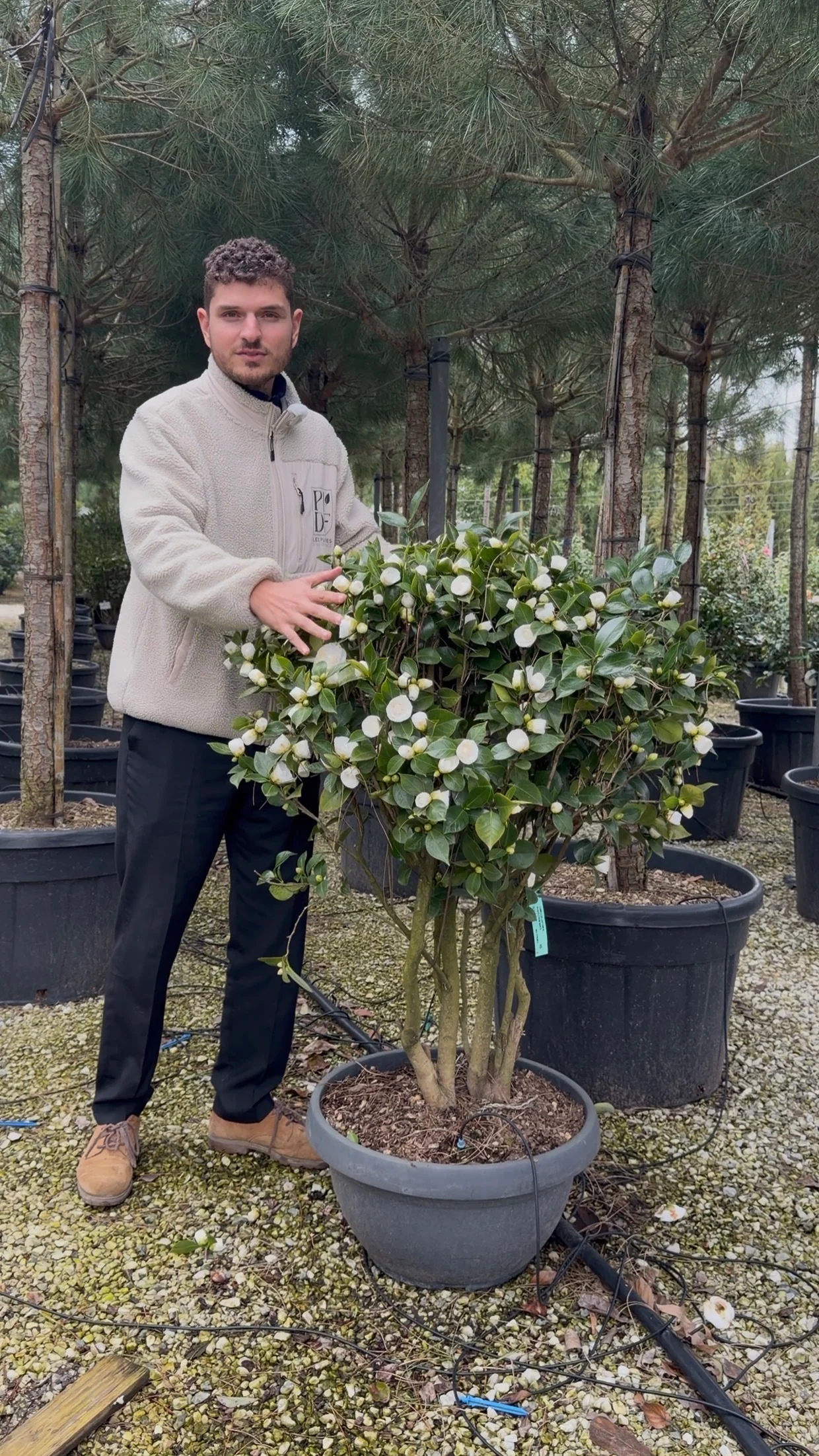 Camélia du Japon en cépée (Camellia Japonica) - Image 3