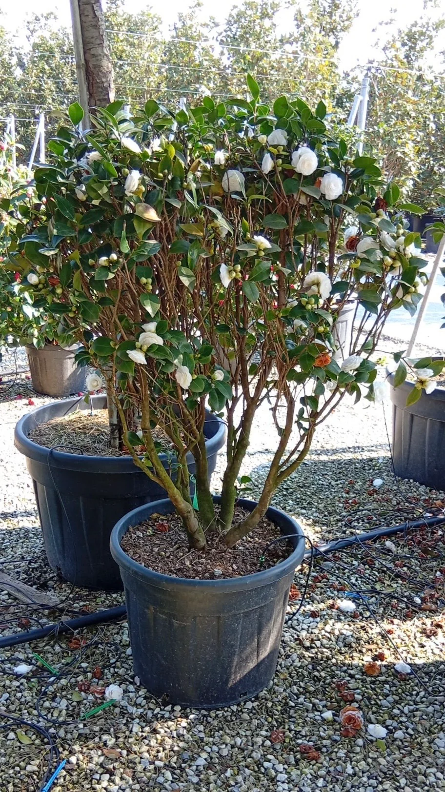 Camélia du Japon en cépée (Camellia Japonica) - Image 4