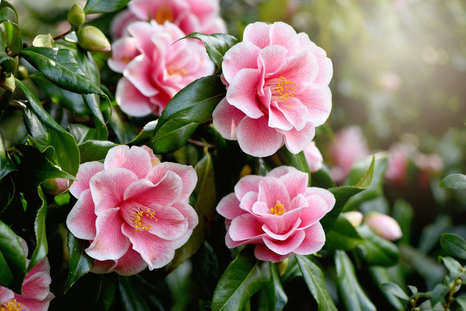 Camélia d'Automne en touffe (Camellia Sasanqua) - Image 3