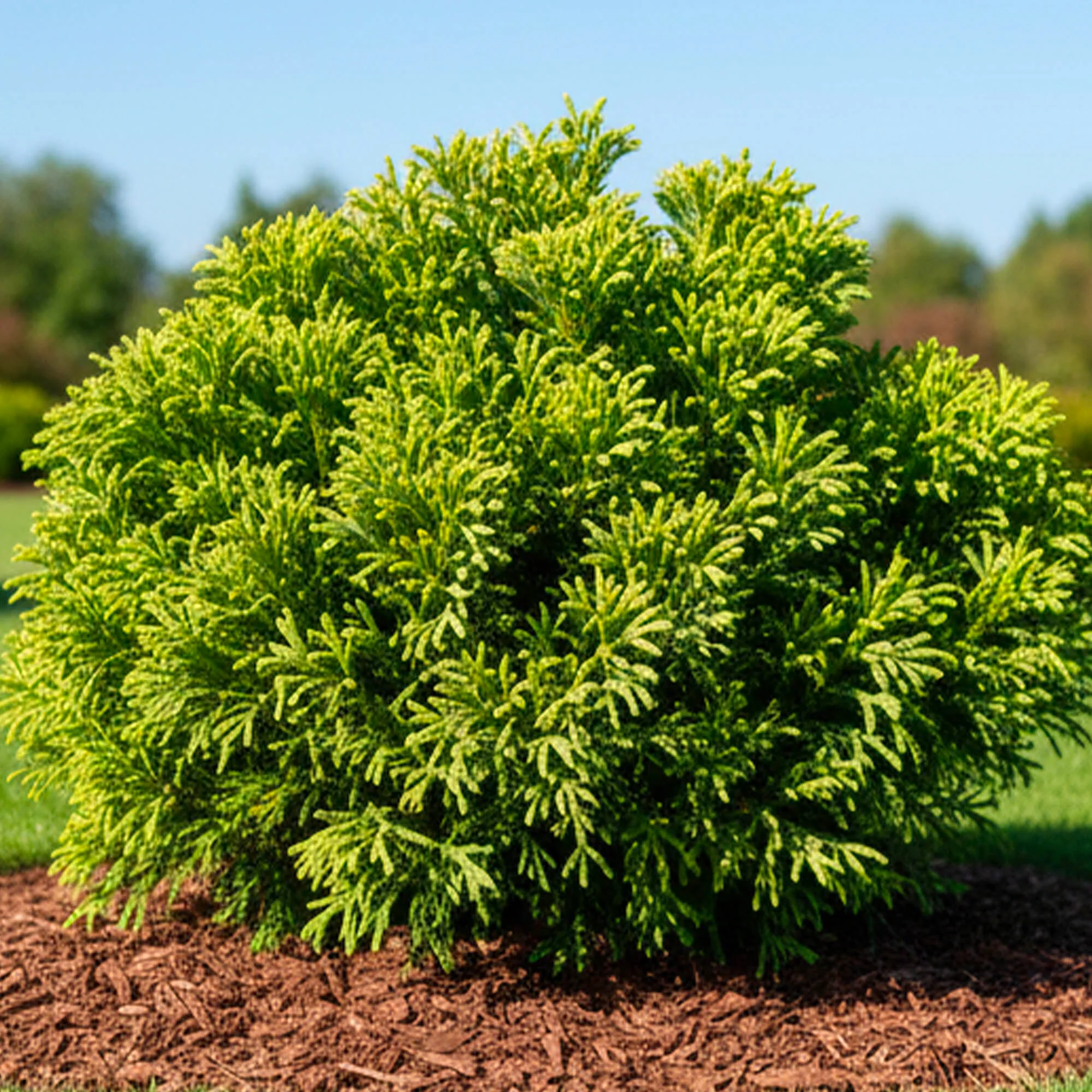 Cèdre du Japon en touffe (Cryptomeria Japonica)