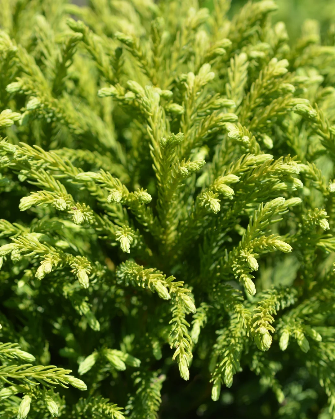 Cèdre du Japon en touffe (Cryptomeria Japonica) - Image 2