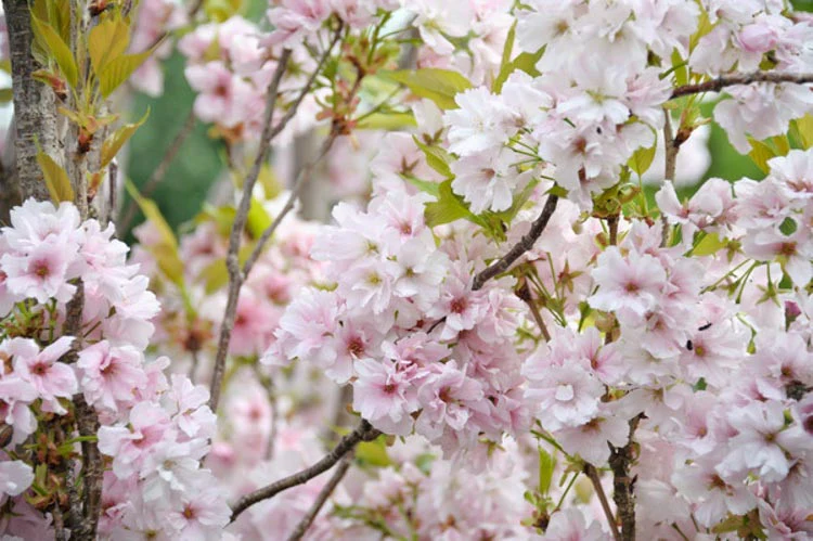 Cerisier à fleurs Amanogawa (Prunus serrulata Amanogawa) - Image 3
