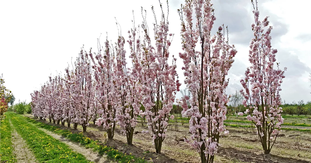 Cerisier à fleurs Amanogawa (Prunus serrulata Amanogawa) - Image 4
