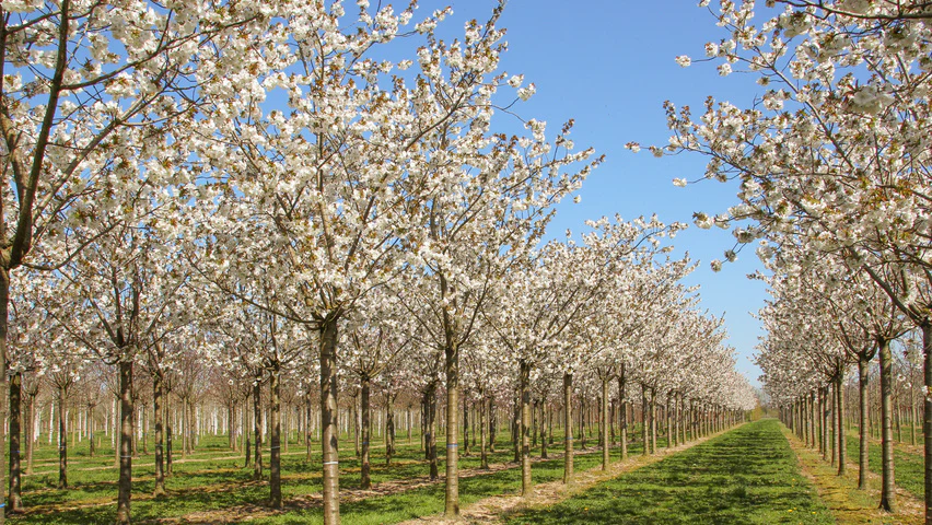 Cerisier à fleurs en tige (Prunus serrulata Tai-haku)