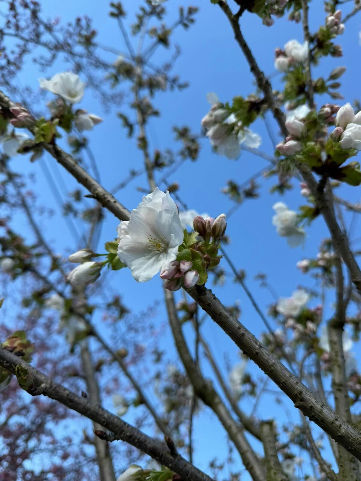 Cerisier à fleurs en tige (Prunus serrulata Tai-haku) - Image 2