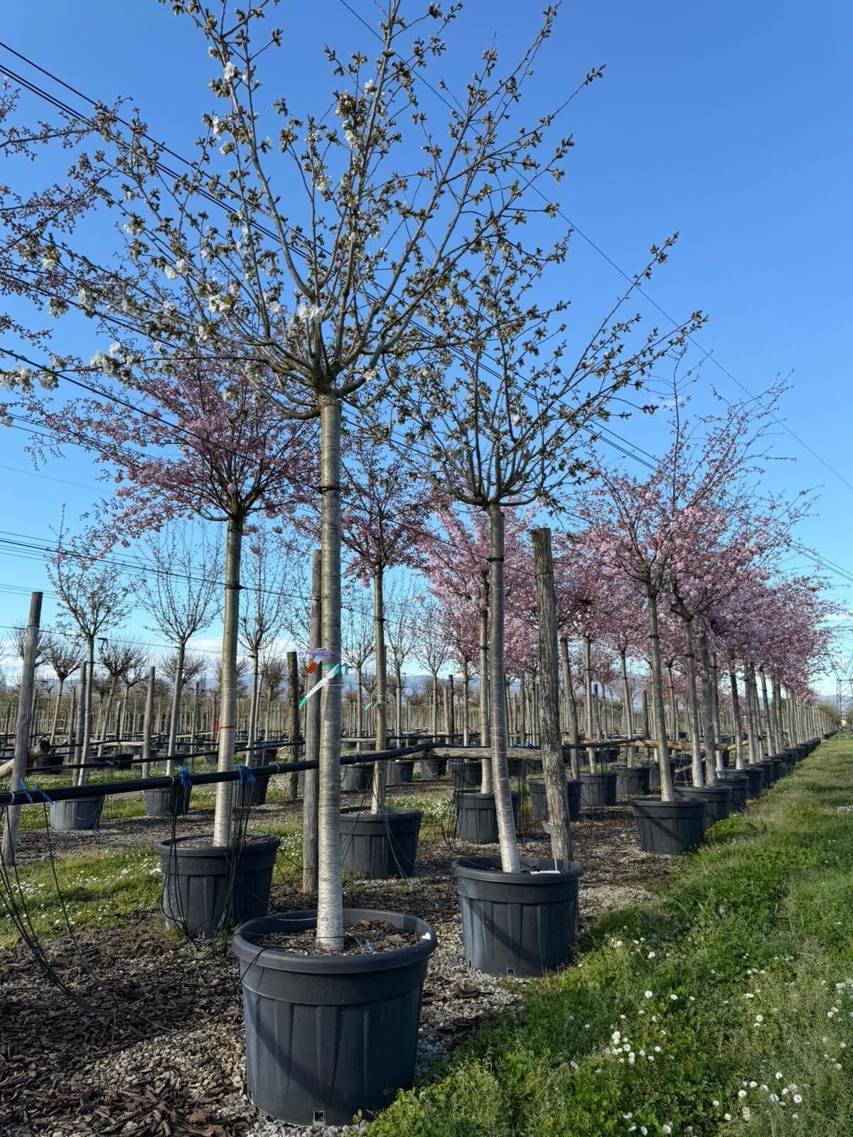 Cerisier à fleurs en tige (Prunus serrulata Tai-haku) - Image 3