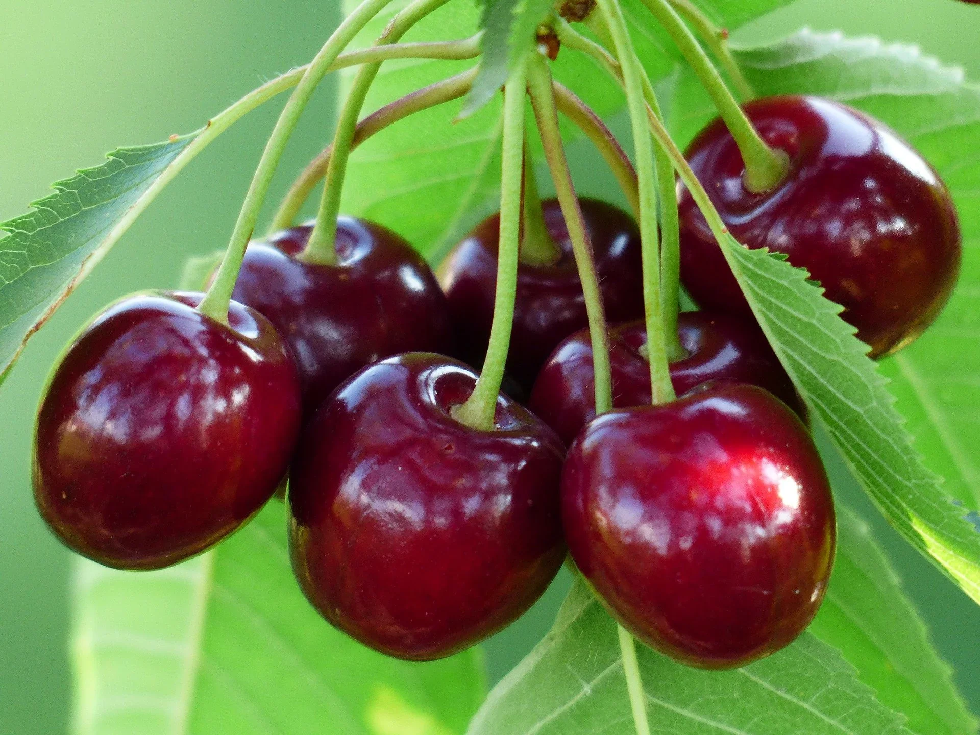 Cerisier Bigarreau Burlat (Prunus avium Bigarreau Burlat) - Image 9