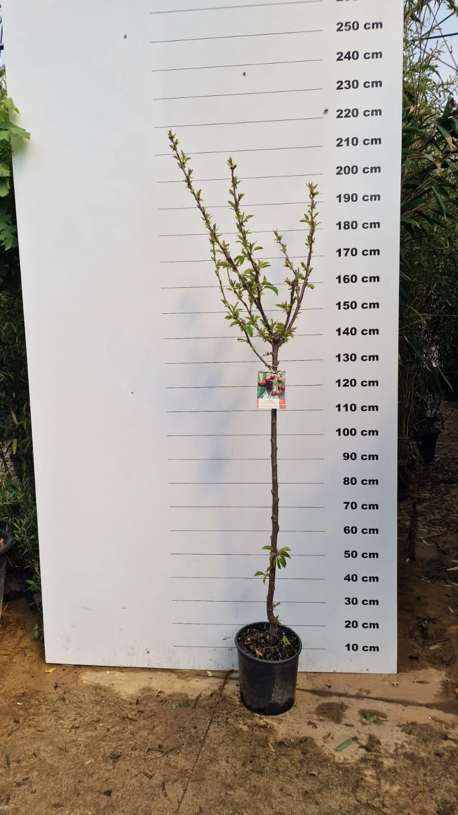 Cerisier Bigarreau Reverchon (Prunus avium Bigarreau Reverchon) - Image 4