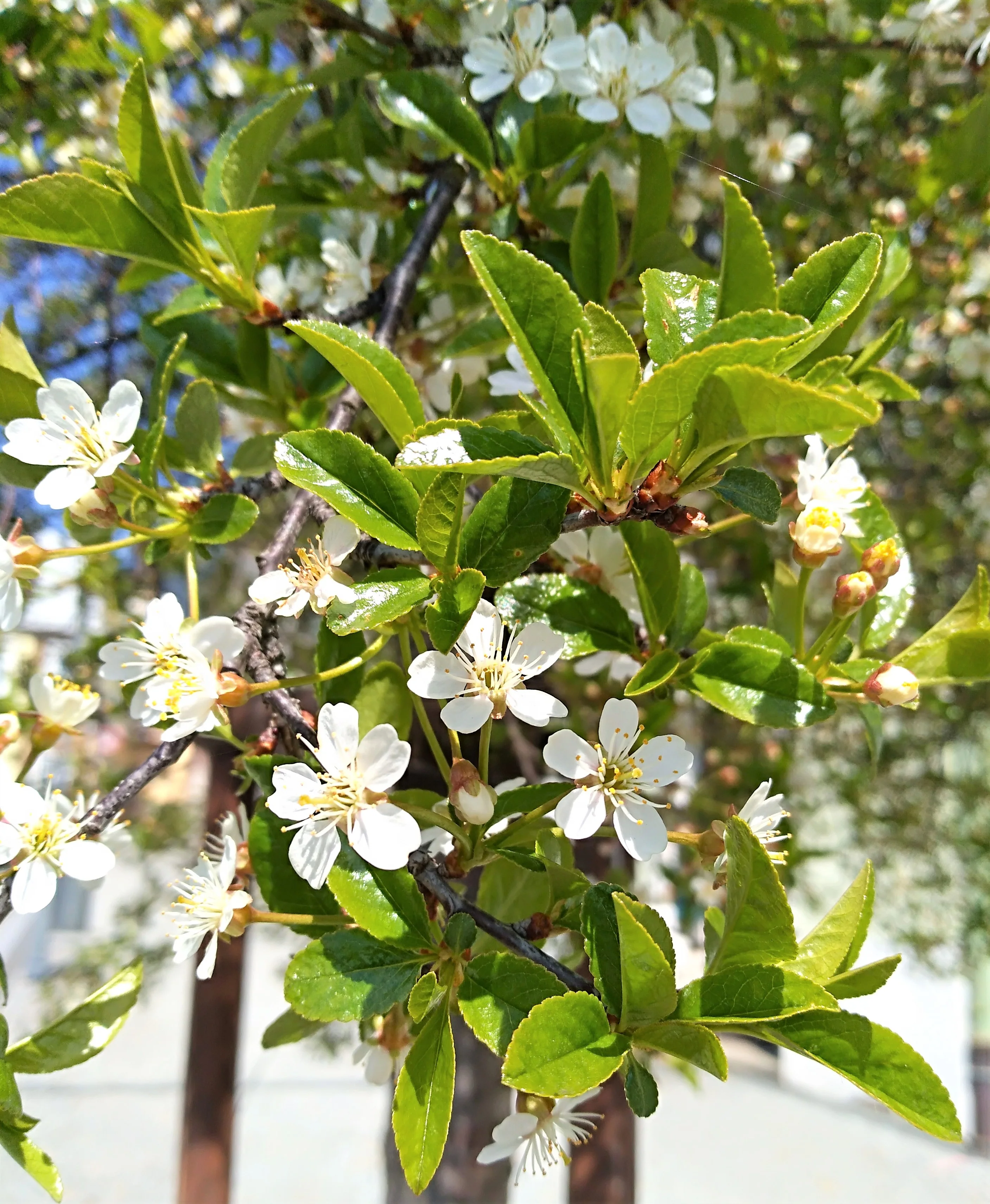 Cerisier du Japon boule (Prunus Fruticosa Globosa) - Image 2