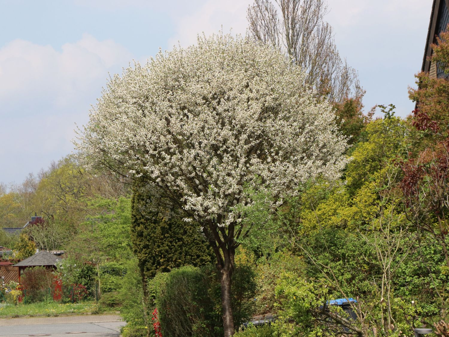 Cerisier du Japon boule (Prunus Fruticosa Globosa) - Image 3