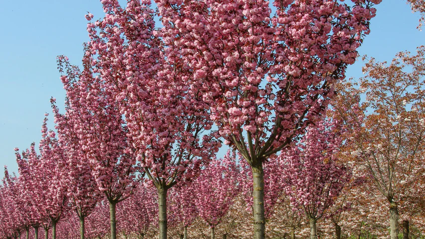 Cerisier du Japon Royal Burgundy en tige (Prunus serrulata Royal Burgundy) - Image 3