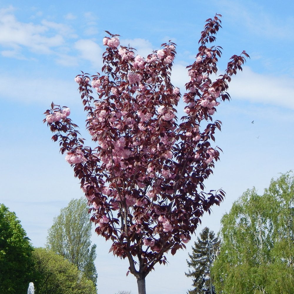Cerisier du Japon Royal Burgundy en tige (Prunus serrulata Royal Burgundy) - Image 6