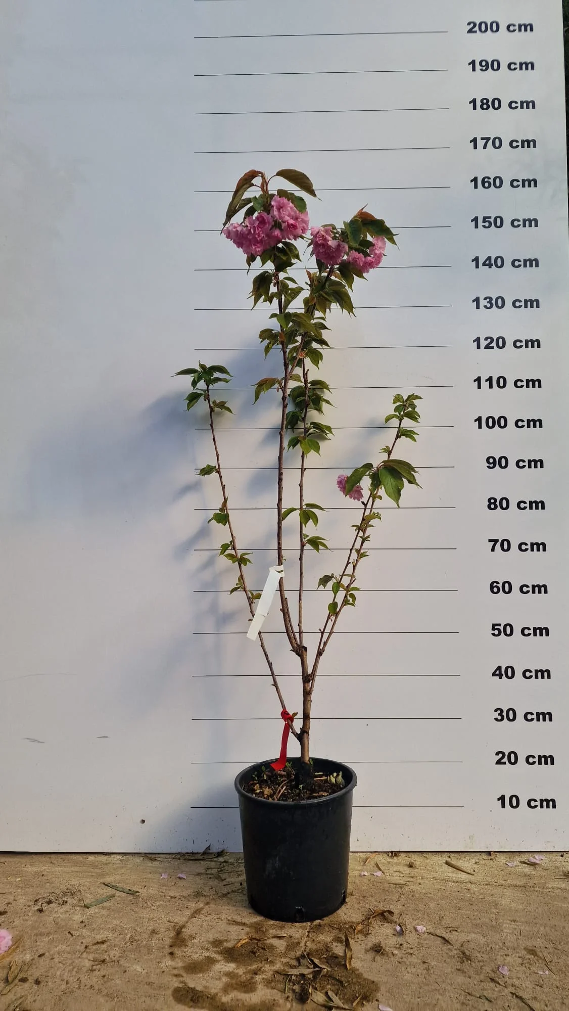 Cerisier Japonais à Fleurs en touffe (Prunus Serrulata Kanzan) - Image 3
