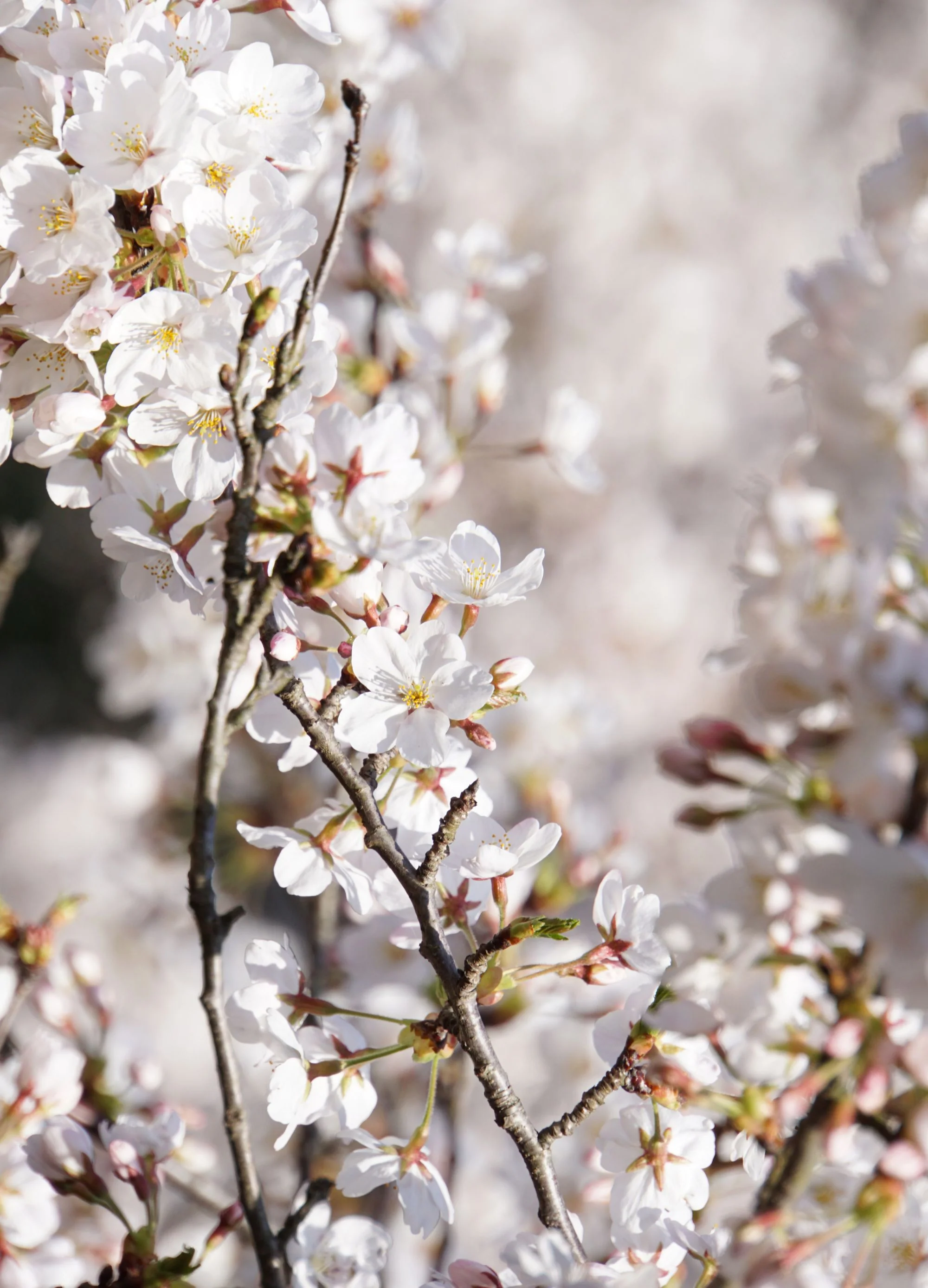 Cerisier Van (Prunus cerasus Van) - Image 2