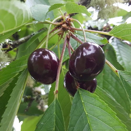 Cerisier Van (Prunus cerasus Van) - Image 3