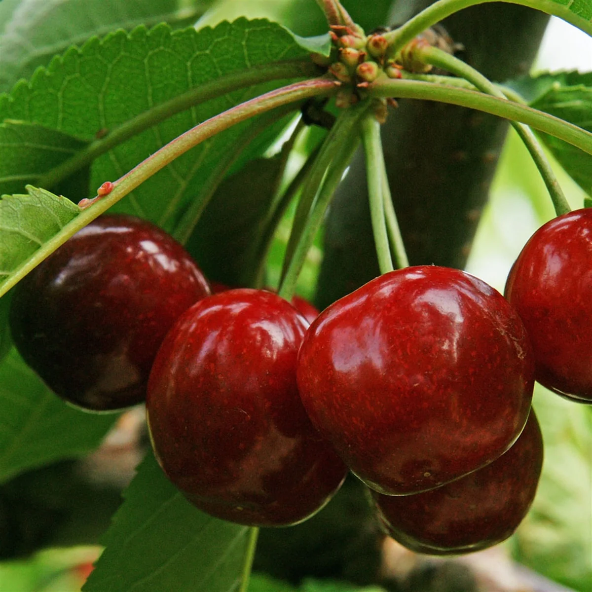 Cerisier Van (Prunus cerasus Van) - Image 4