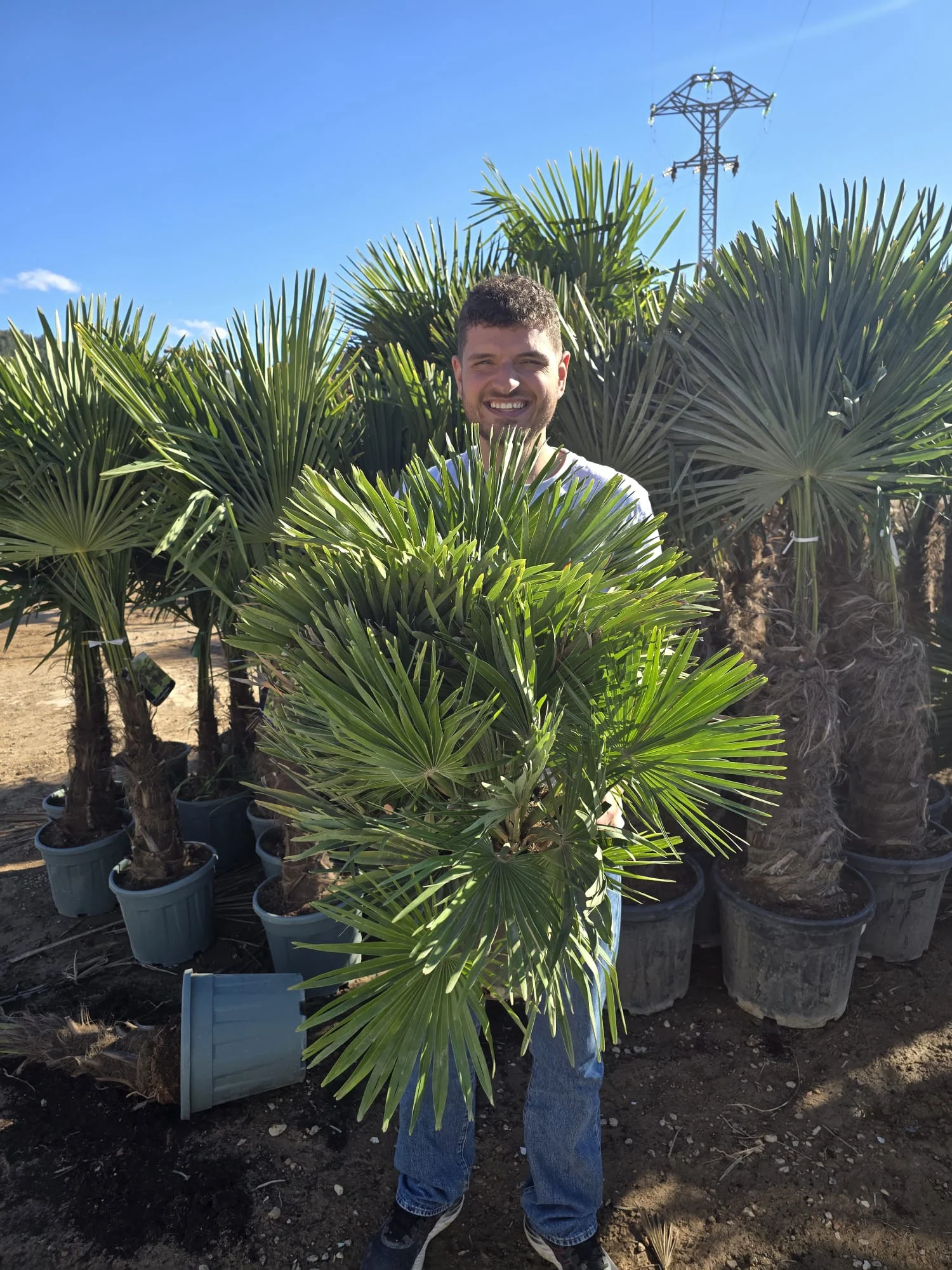 Chamaerops humilis Vulcano (Palmier nain) - Image 3