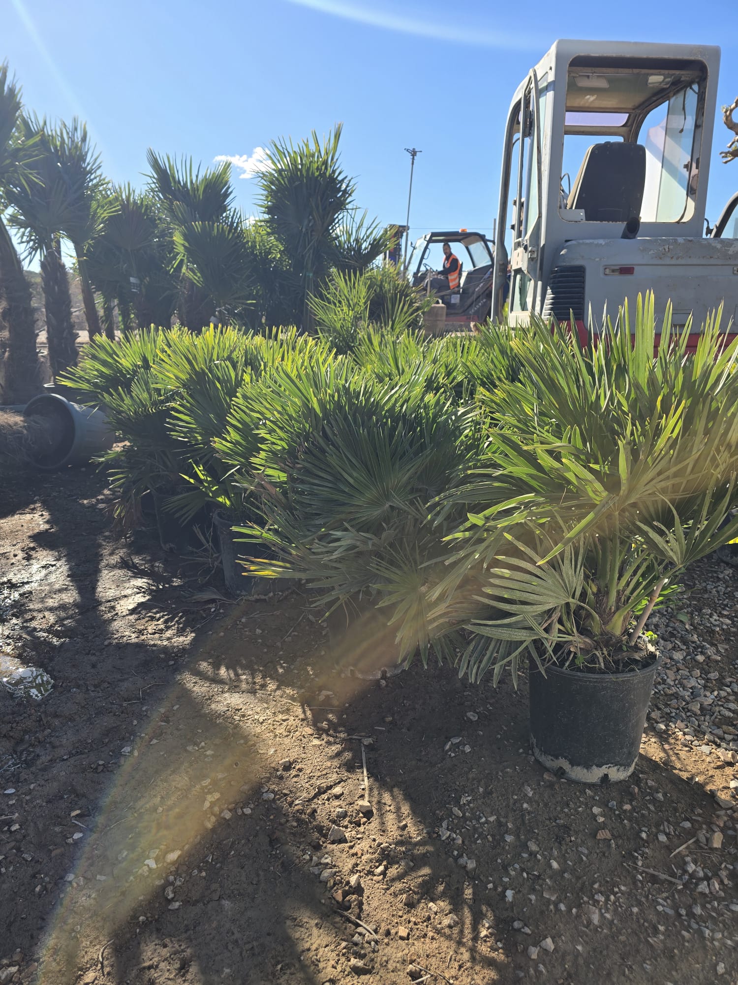 Chamaerops humilis Vulcano (Palmier nain) - Image 4