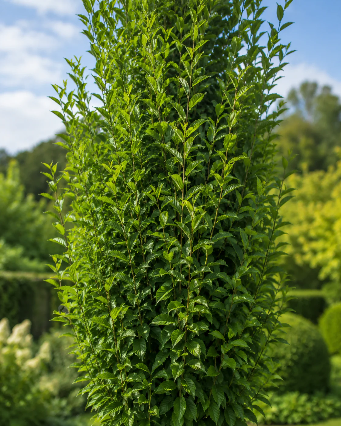 Charme commun fastigié (Carpinus Betulus Fastigiata) - Image 2