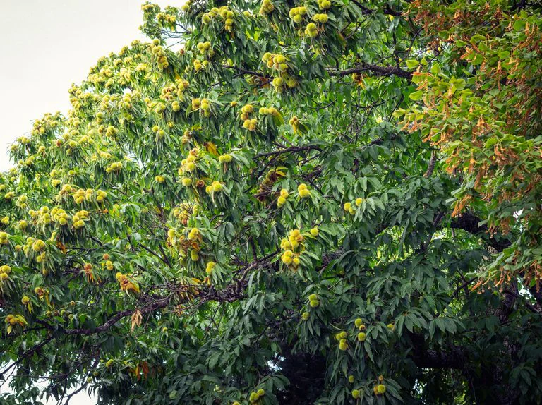 Châtaignier (Castanea sativa) - Image 3