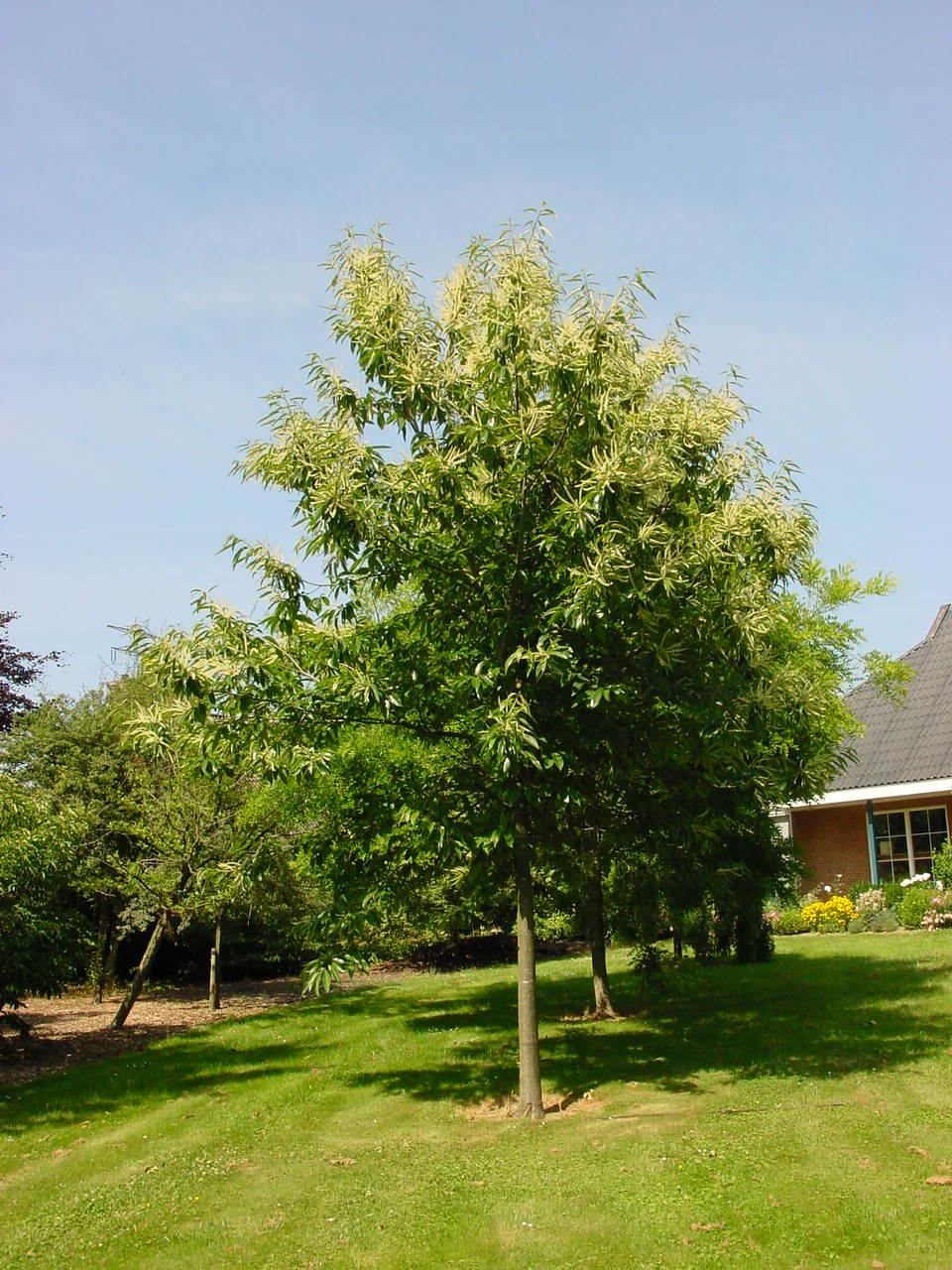 Châtaignier (Castanea sativa) - Image 4