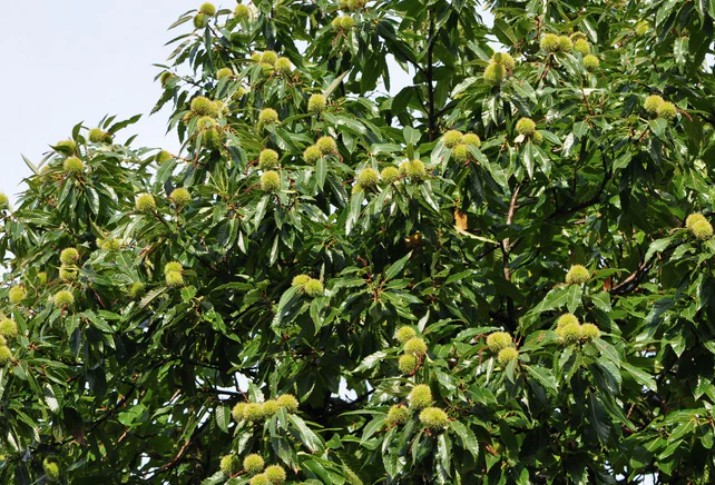 Châtaignier (Castanea sativa) - Image 5