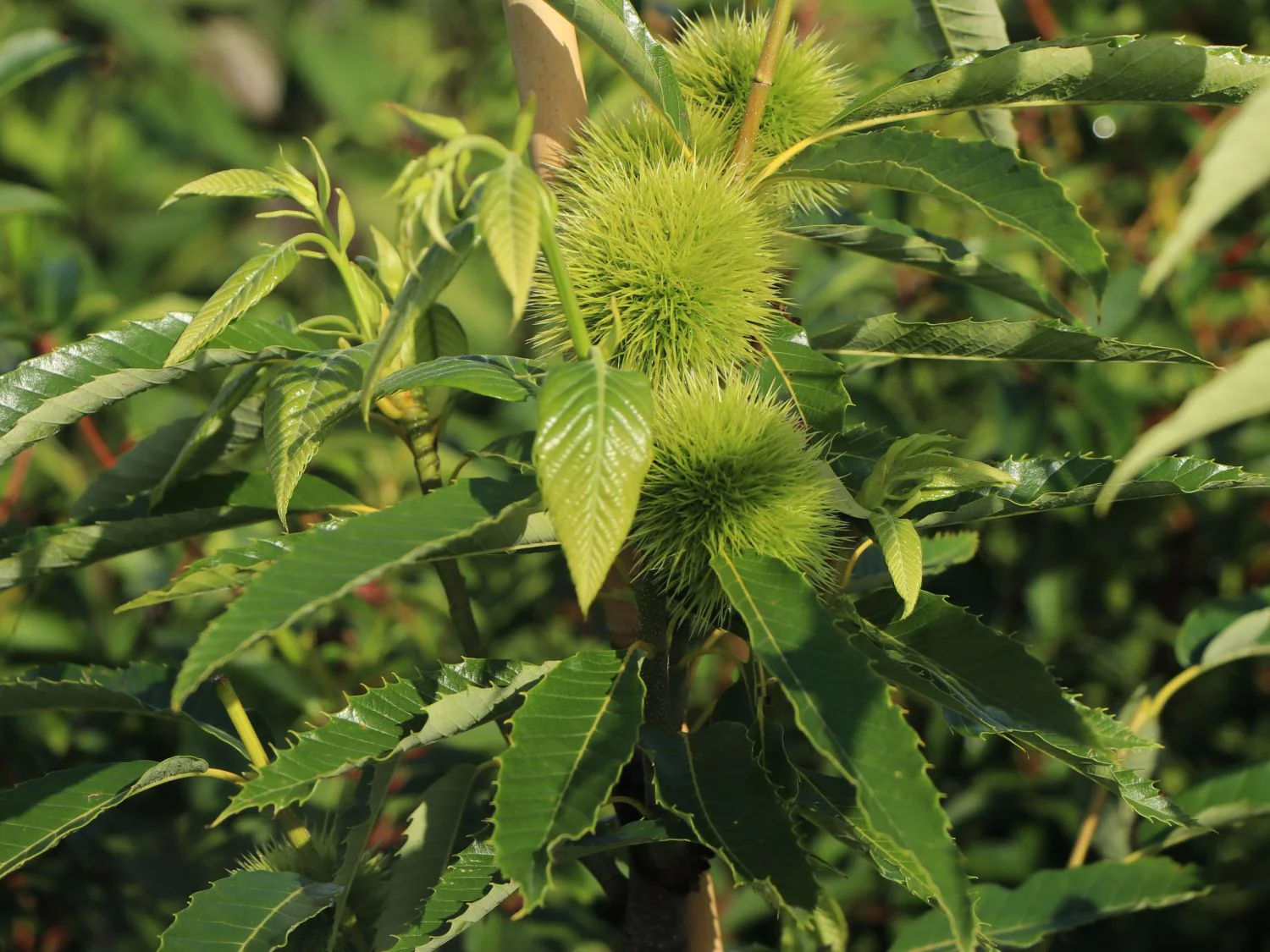 Châtaignier (Castanea sativa) - Image 6