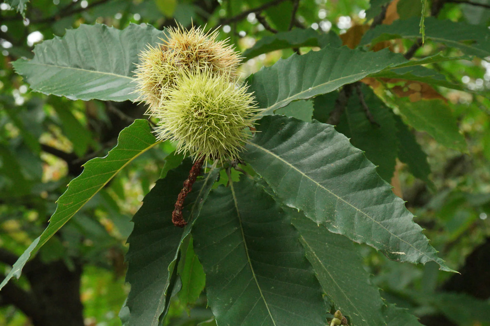 Châtaignier (Castanea sativa) - Image 7