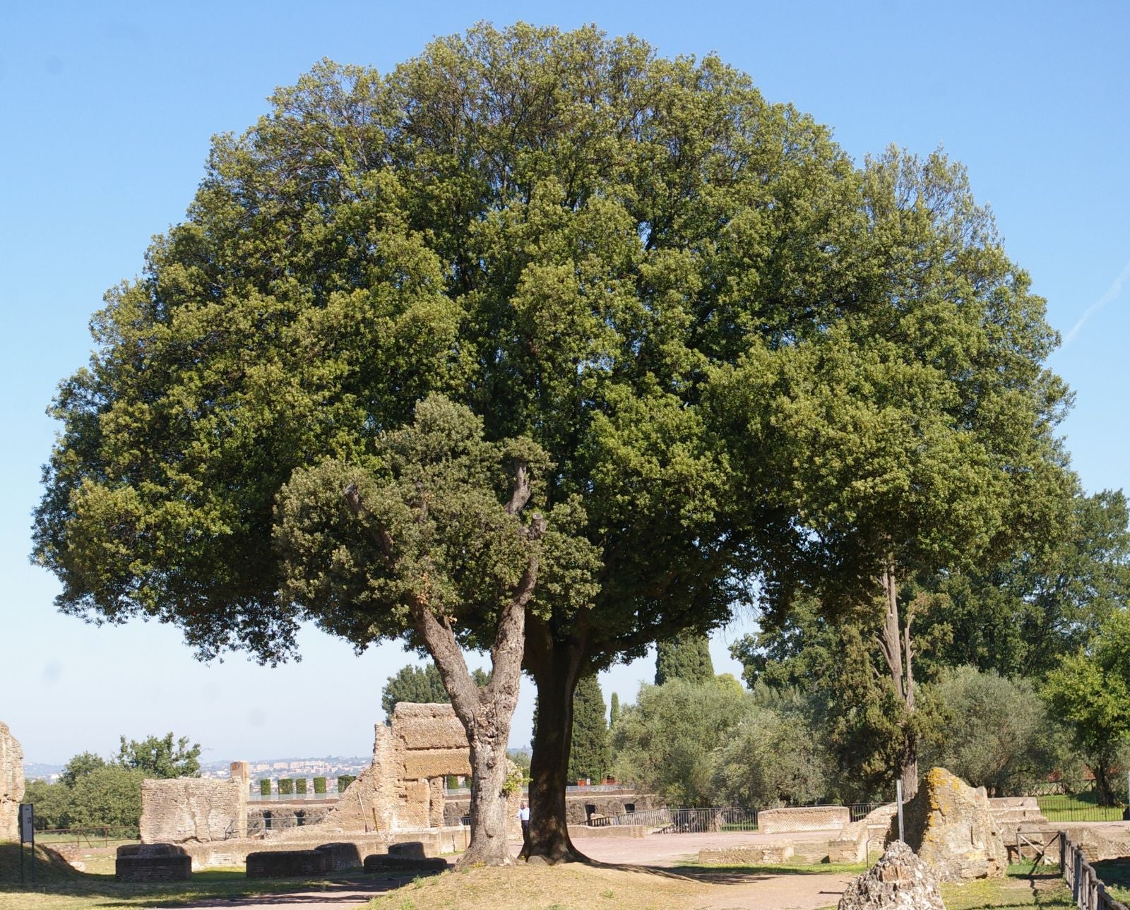 Chêne vert en tige - Image 3