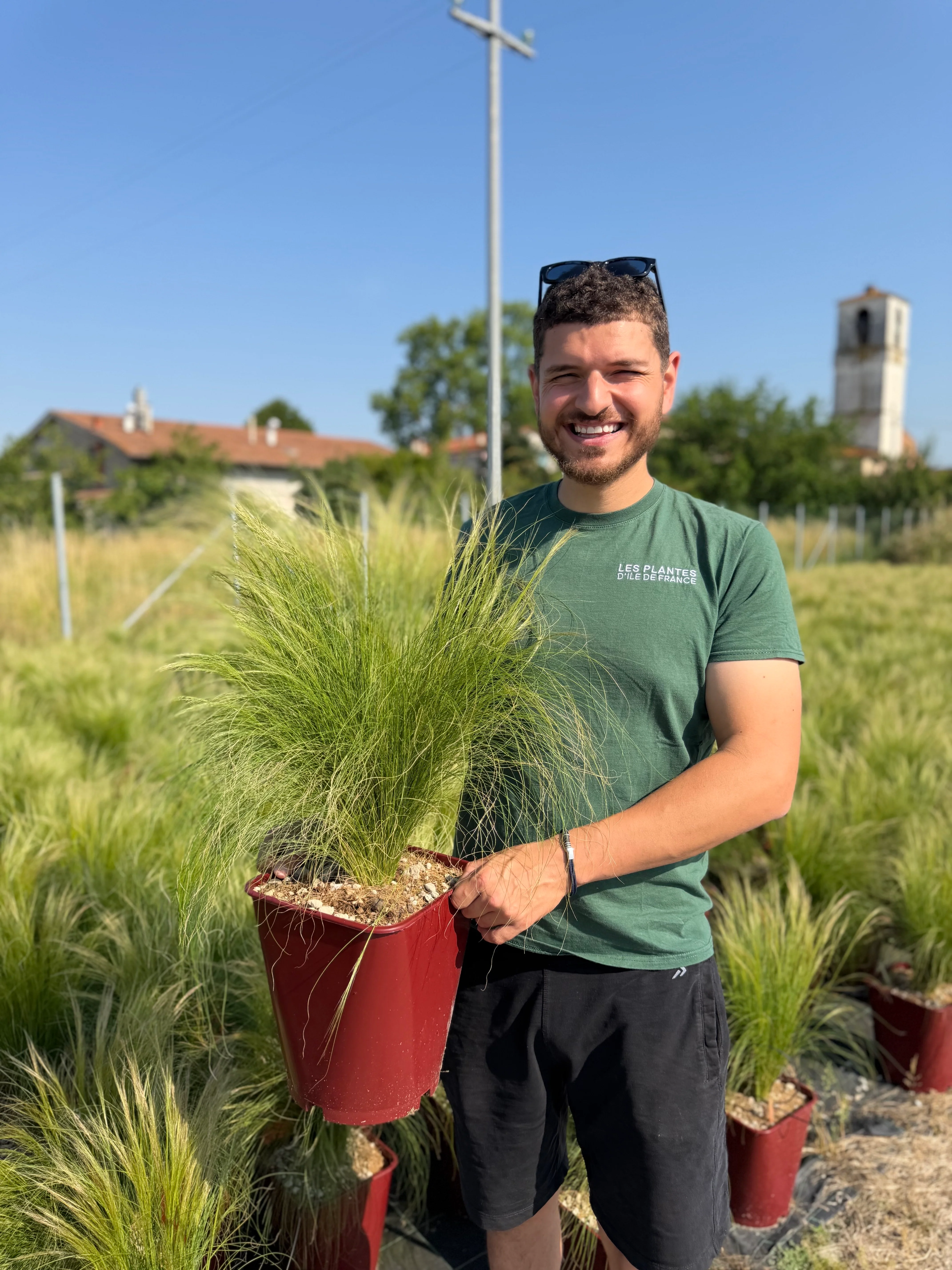 Cheveux d’ange (Stipa tenuissima) - Image 6