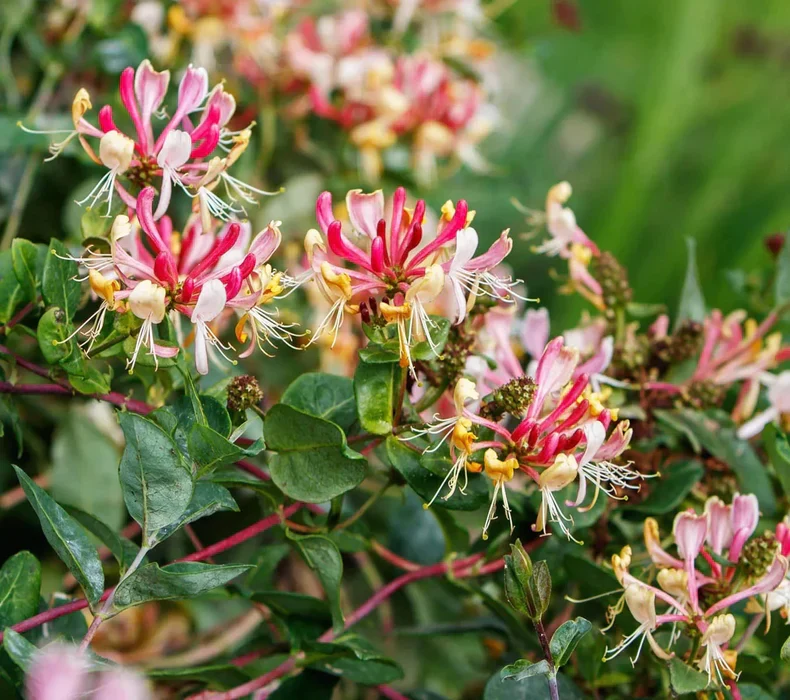Chèvrefeuille Grimpant (Lonicera) - Image 4