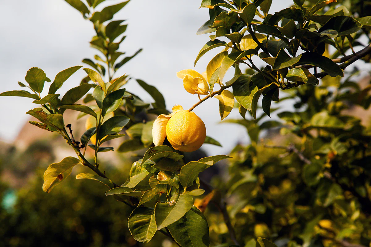 Citronnier Bergamote (Citrus bergamia) - Image 3