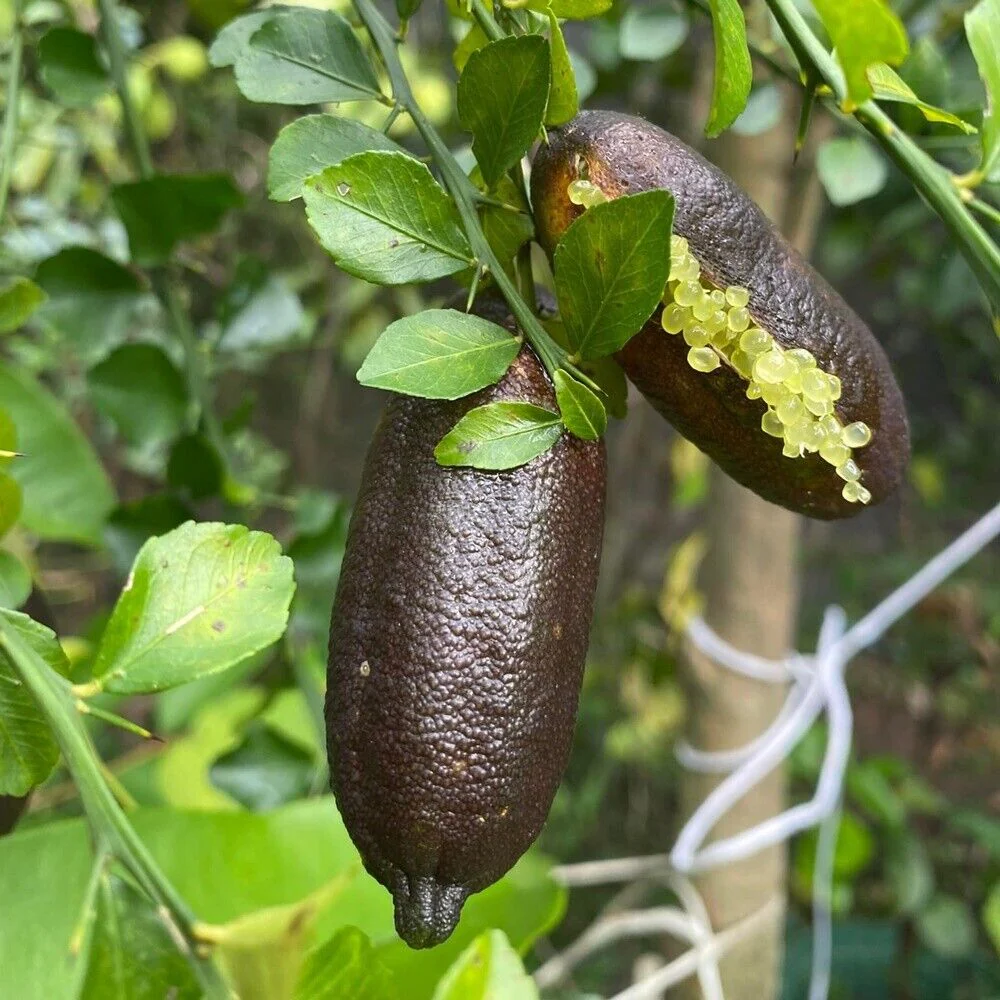 Citronnier Caviar (Microcitrus Australasica) - Image 3