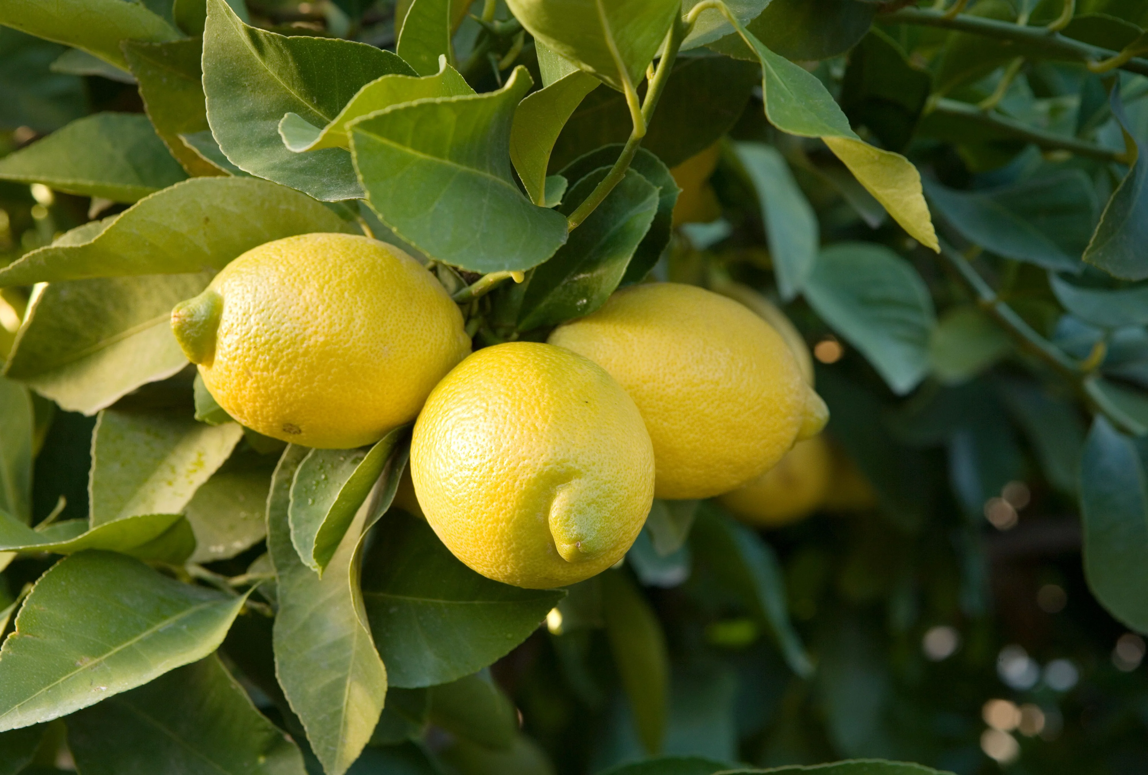 Citronnier Jaune (Citrus Limon) - Image 3