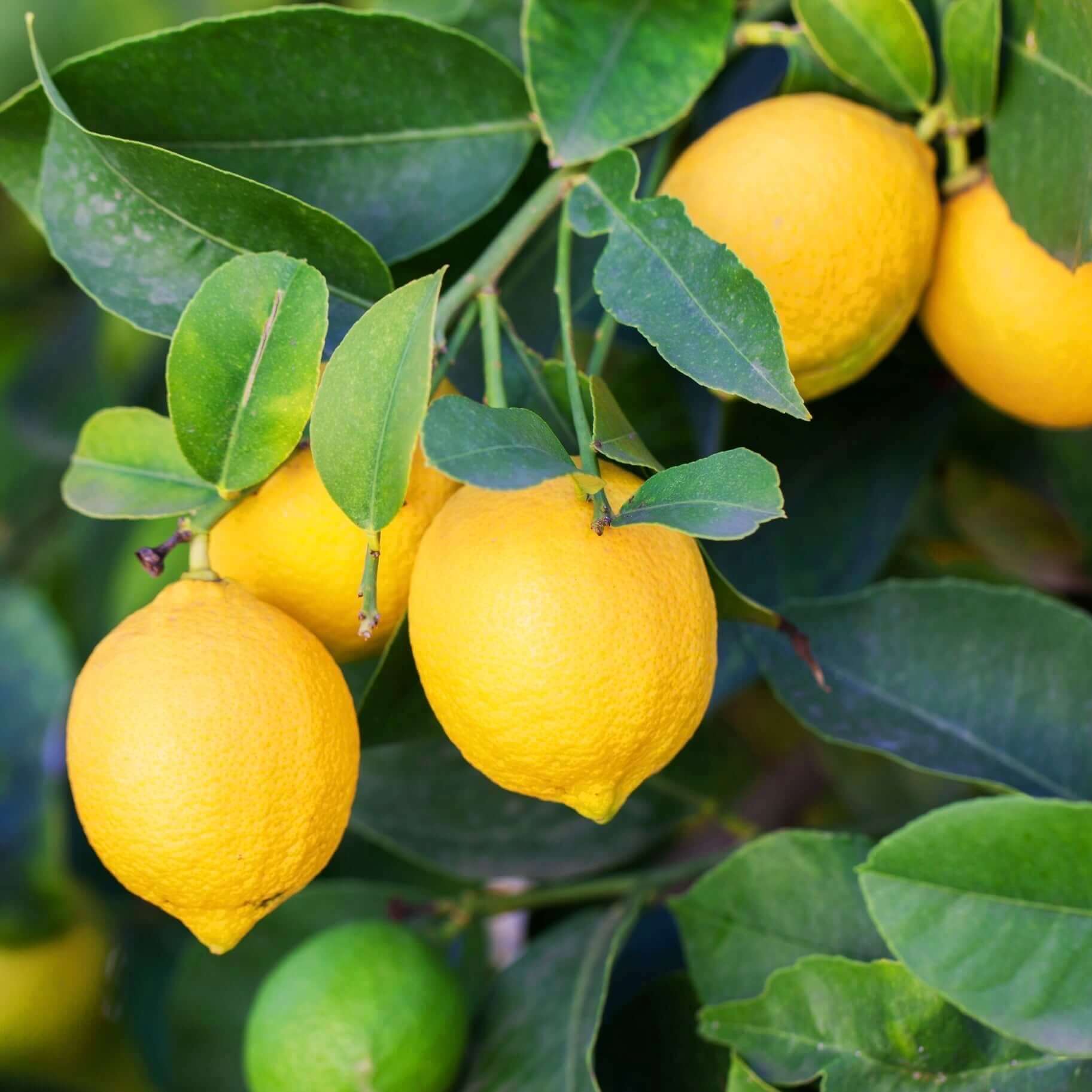 Citronnier Jaune (Citrus Limon) - Image 4