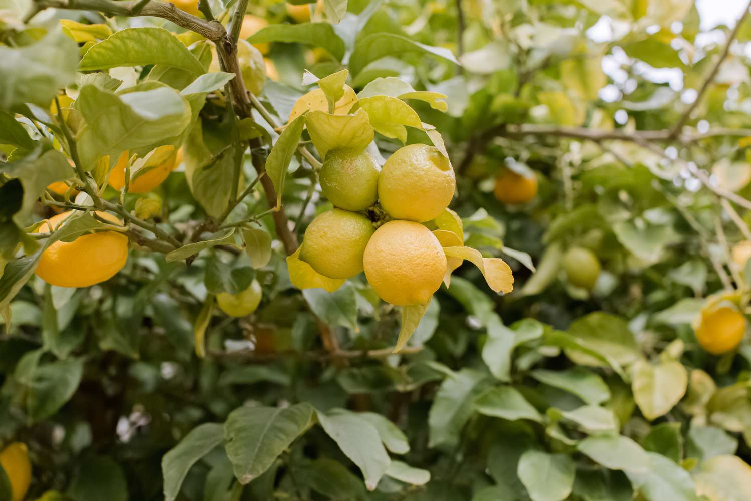 Citronnier Jaune en Arche - Image 5