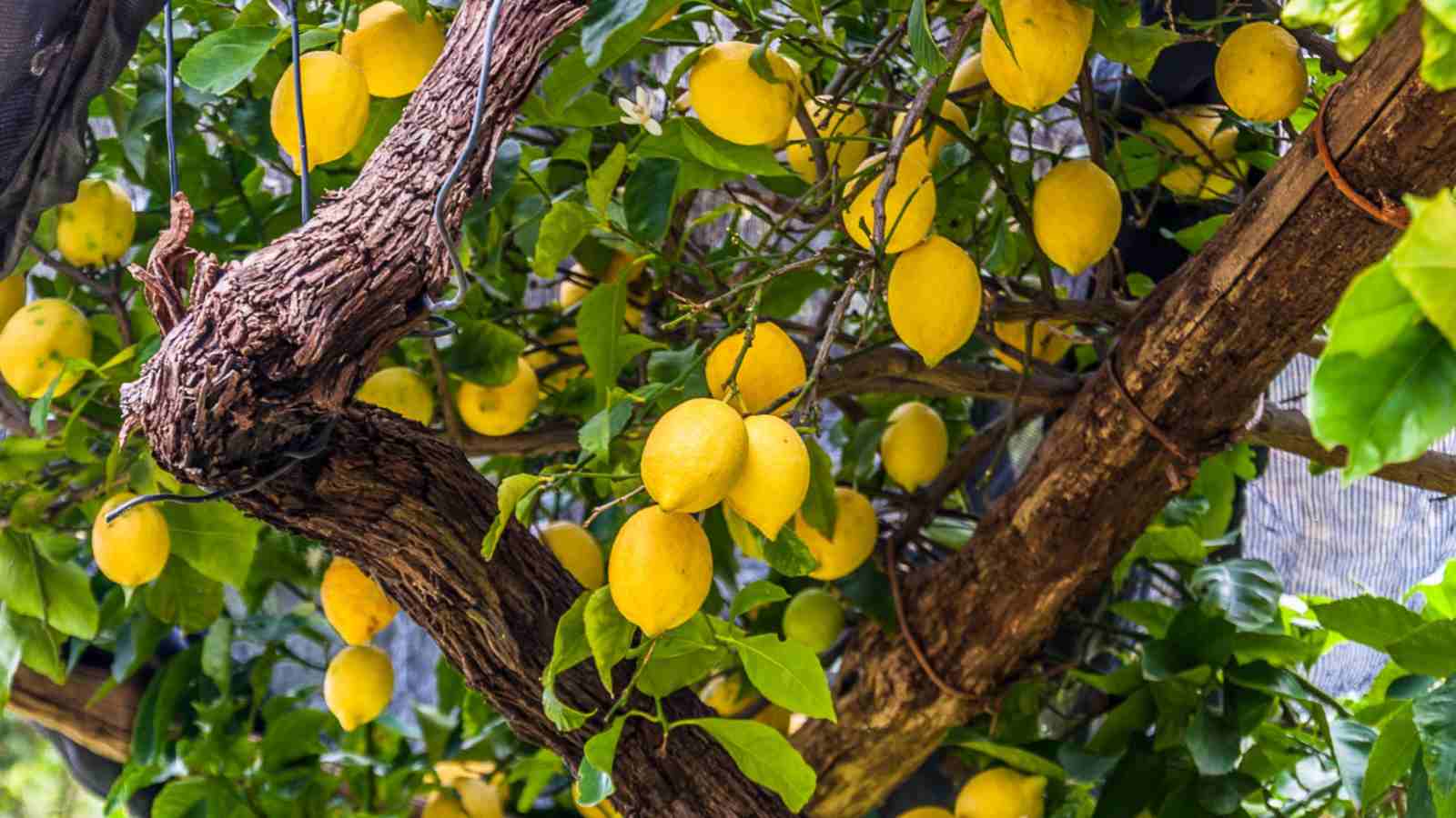 Citronnier Jaune en Arche - Image 4