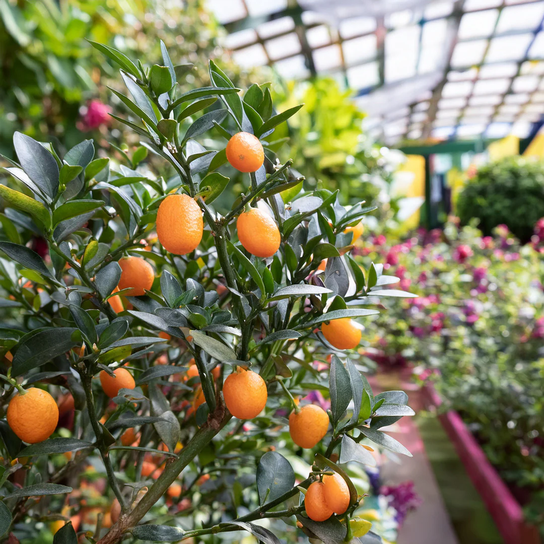 Citronnier Kumquat - Image 3