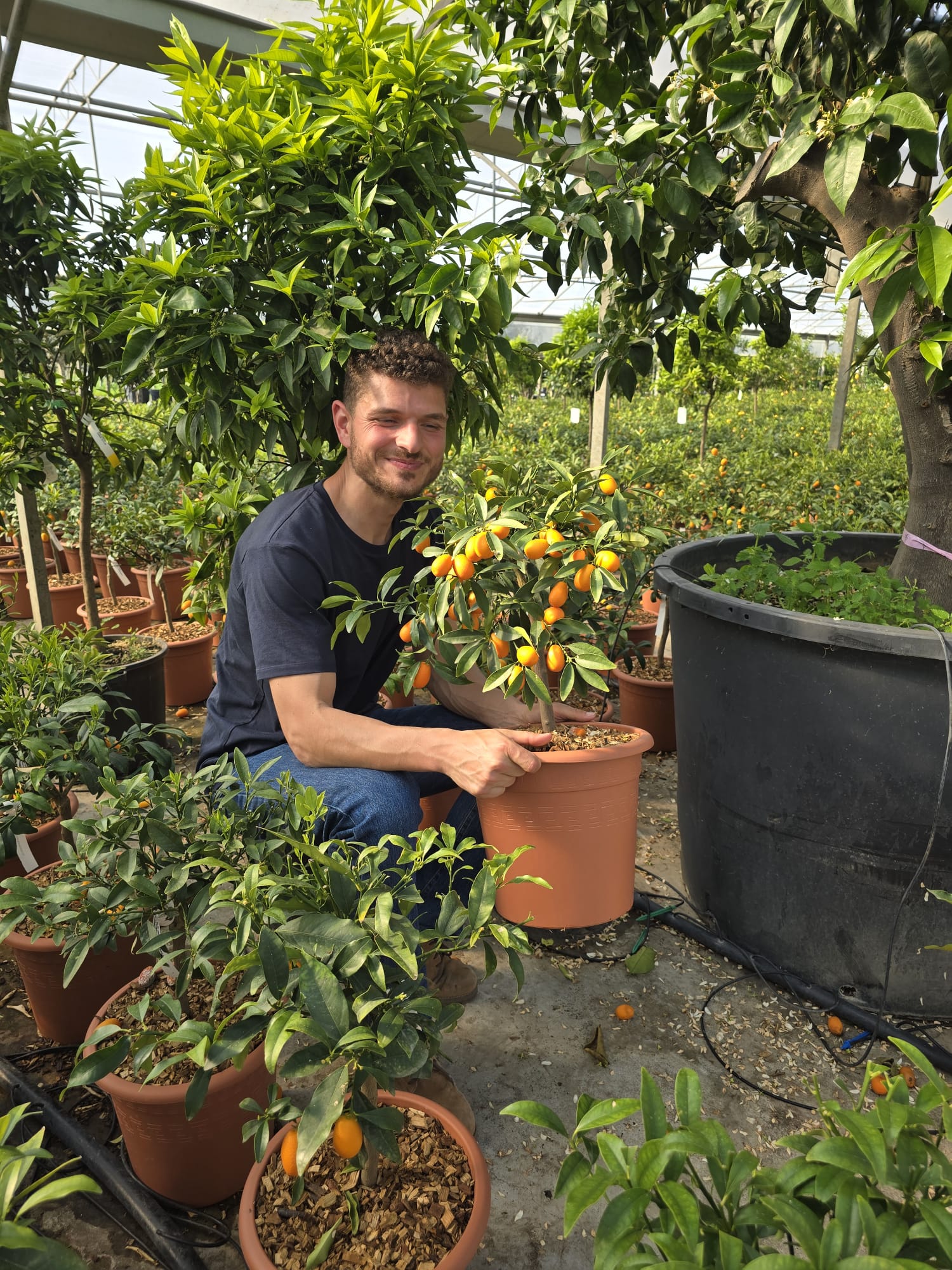 Citronnier Kumquat - Image 4