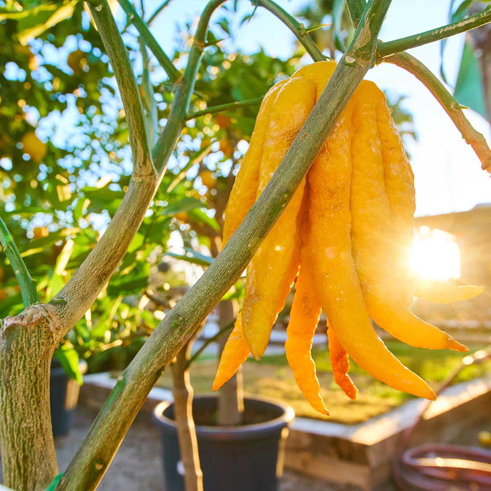 Citronnier Main de Bouddha (Citrus medica var. sarcodactylis) - Image 3