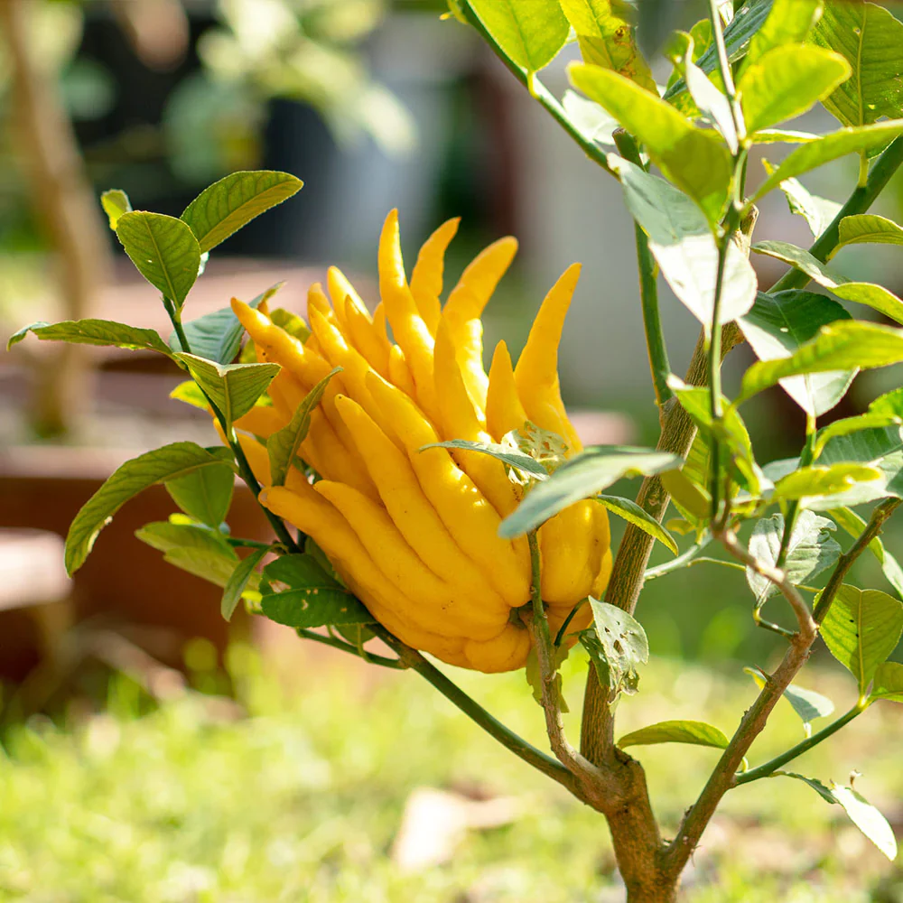 Citronnier Main de Bouddha (Citrus medica var. sarcodactylis) - Image 4