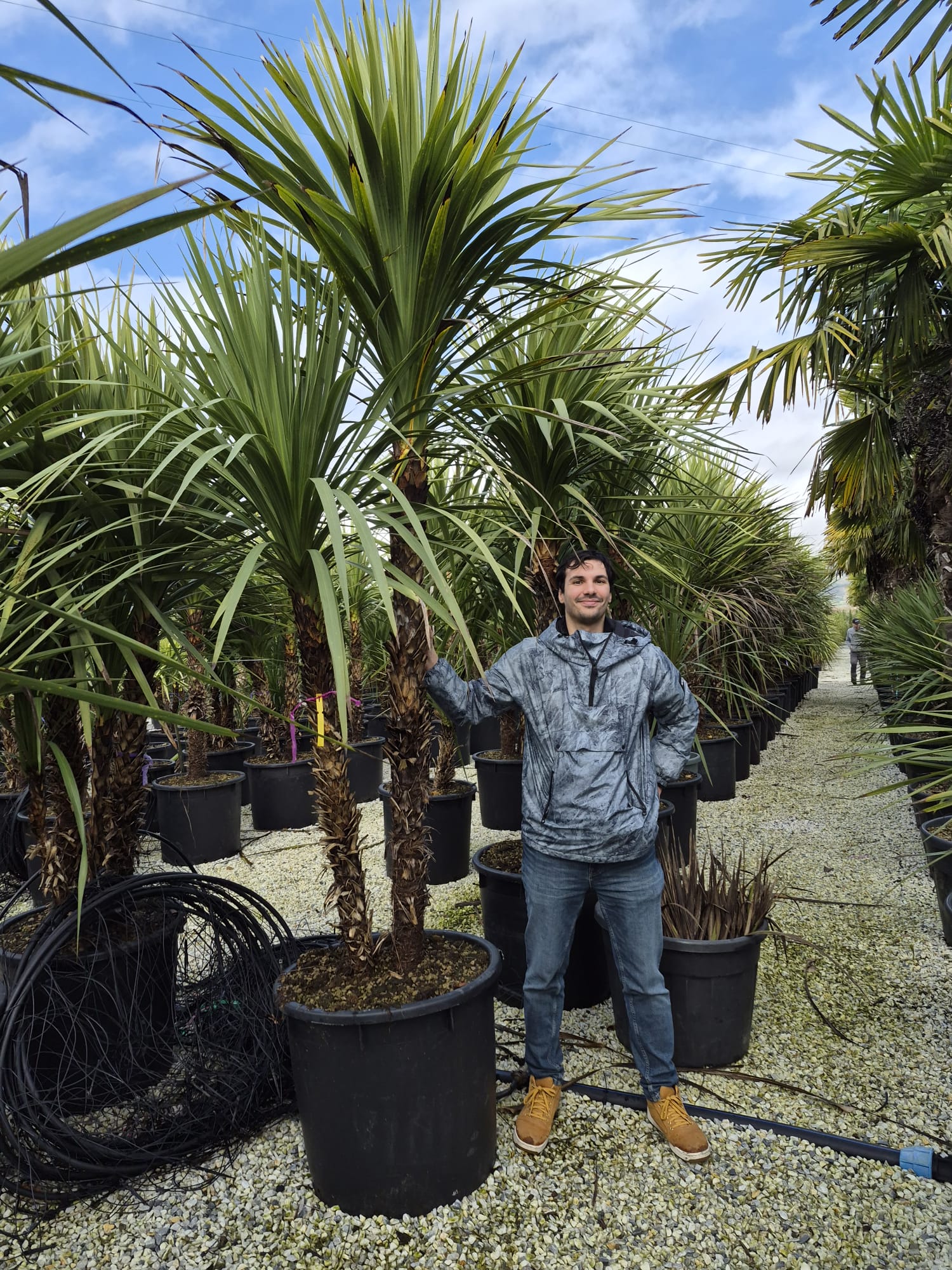 Cordyline multitroncs - Image 3